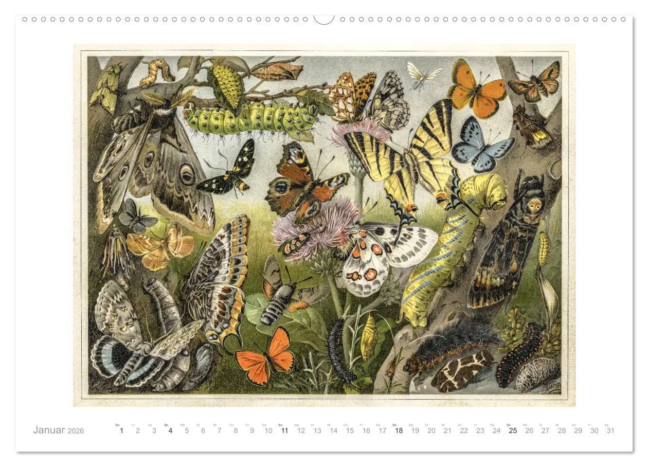 Bild: 9783457726600 | Farbenprächtige Fauna. Fische, Vögel, Schmetterlinge in Grafiken...