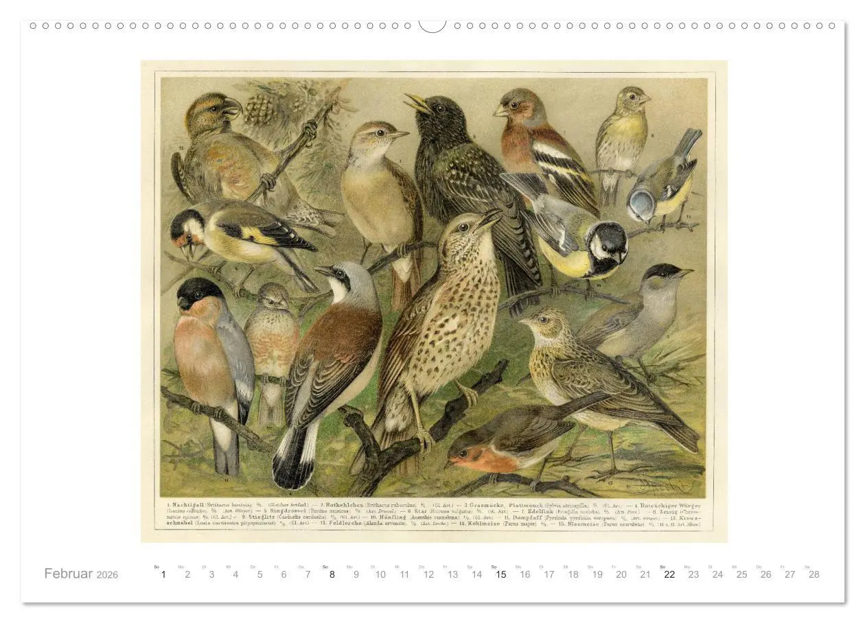 Bild: 9783457726600 | Farbenprächtige Fauna. Fische, Vögel, Schmetterlinge in Grafiken...