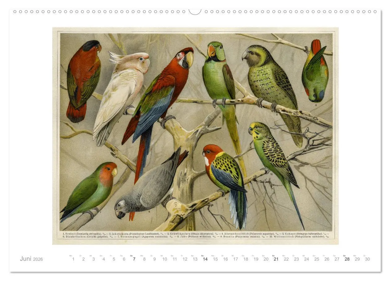Bild: 9783457726600 | Farbenprächtige Fauna. Fische, Vögel, Schmetterlinge in Grafiken...
