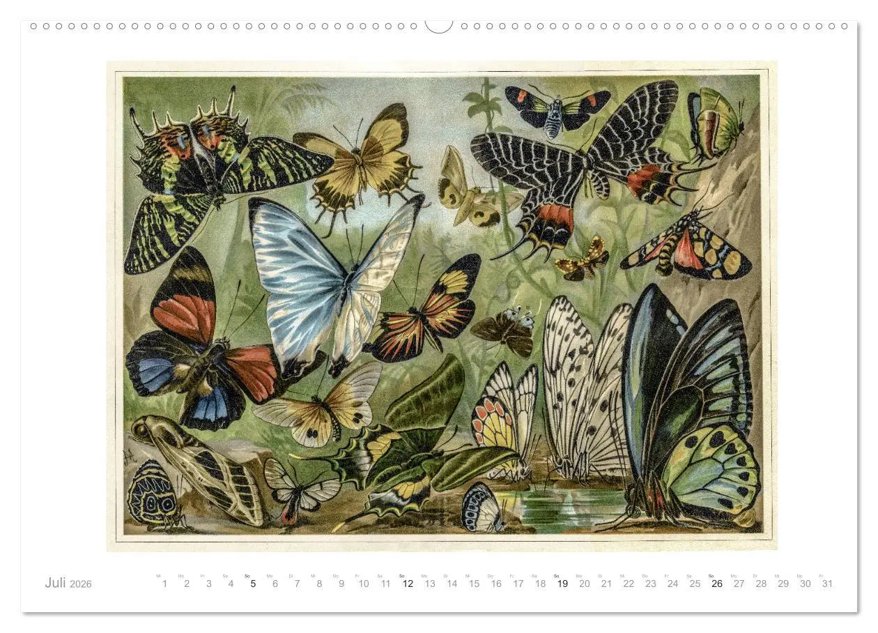 Bild: 9783457726600 | Farbenprächtige Fauna. Fische, Vögel, Schmetterlinge in Grafiken...