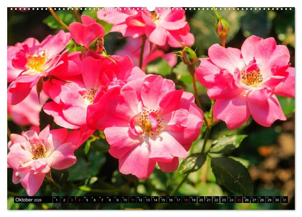Bild: 9783516116700 | Rosen natürlich schön (Wandkalender 2026 DIN A2 quer), CALVENDO...