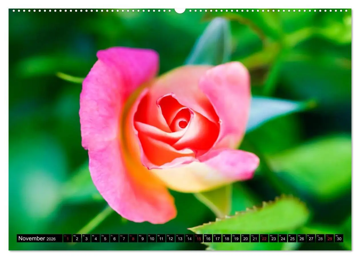 Bild: 9783516116700 | Rosen natürlich schön (Wandkalender 2026 DIN A2 quer), CALVENDO...
