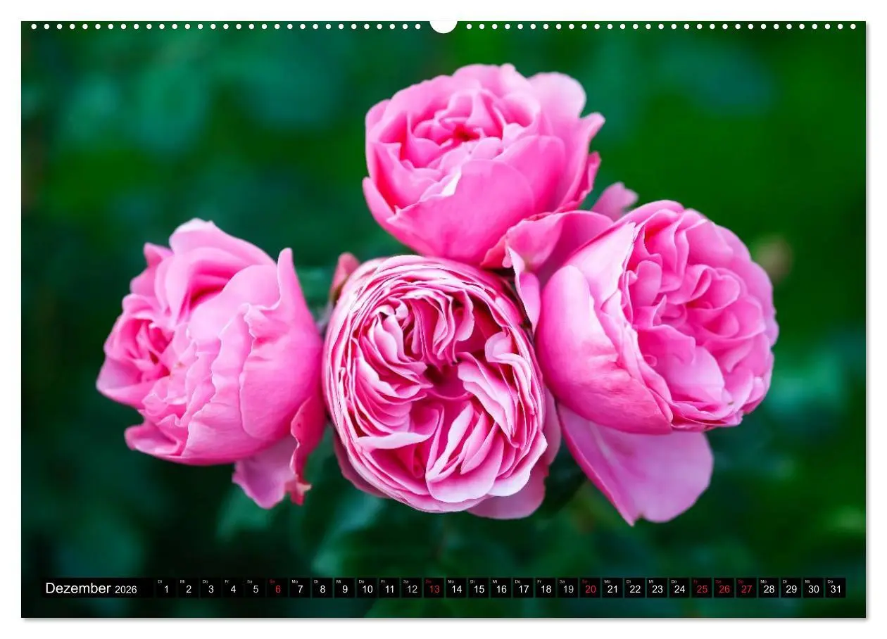 Bild: 9783516116700 | Rosen natürlich schön (Wandkalender 2026 DIN A2 quer), CALVENDO...