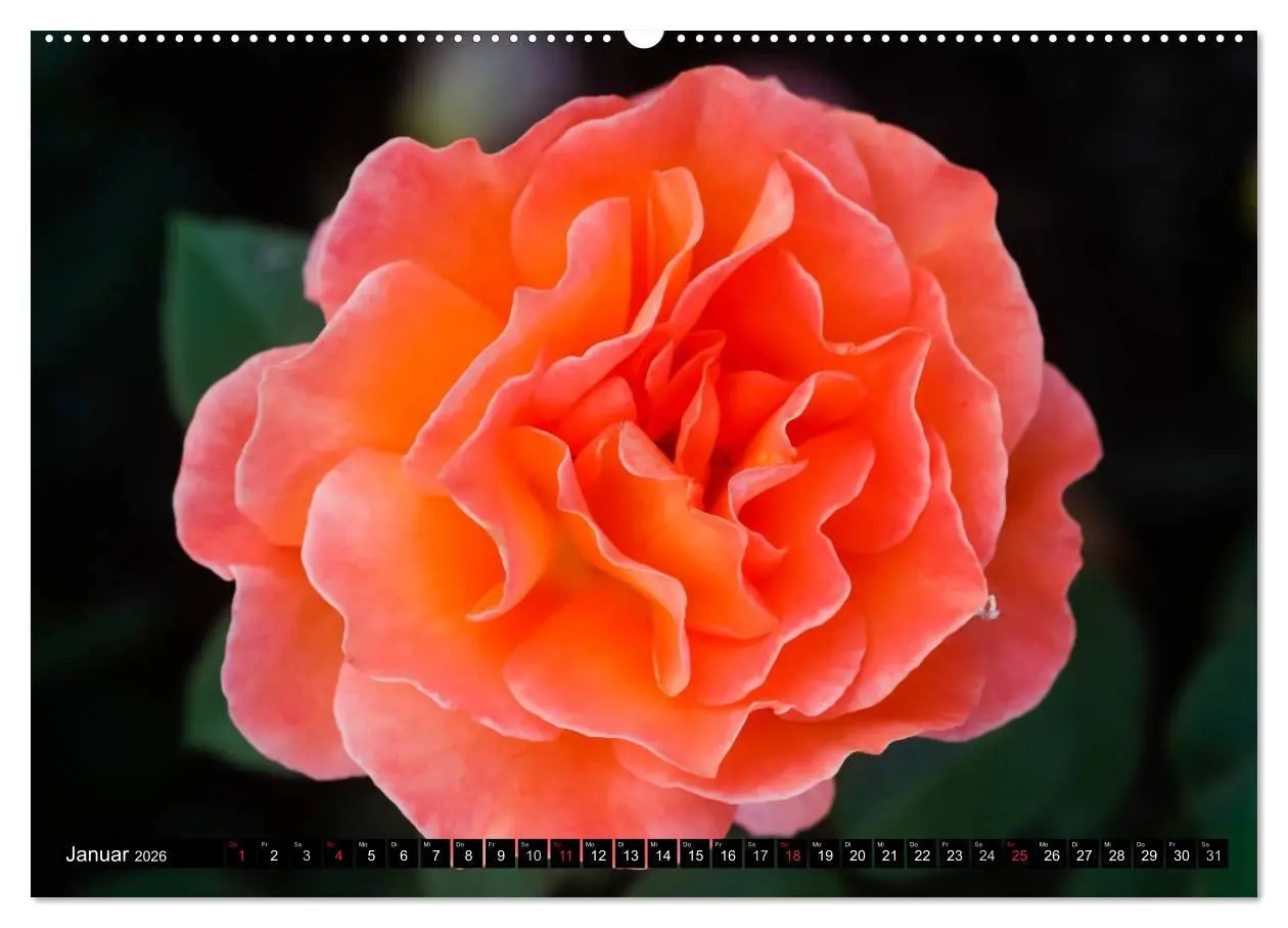 Bild: 9783516116700 | Rosen natürlich schön (Wandkalender 2026 DIN A2 quer), CALVENDO...