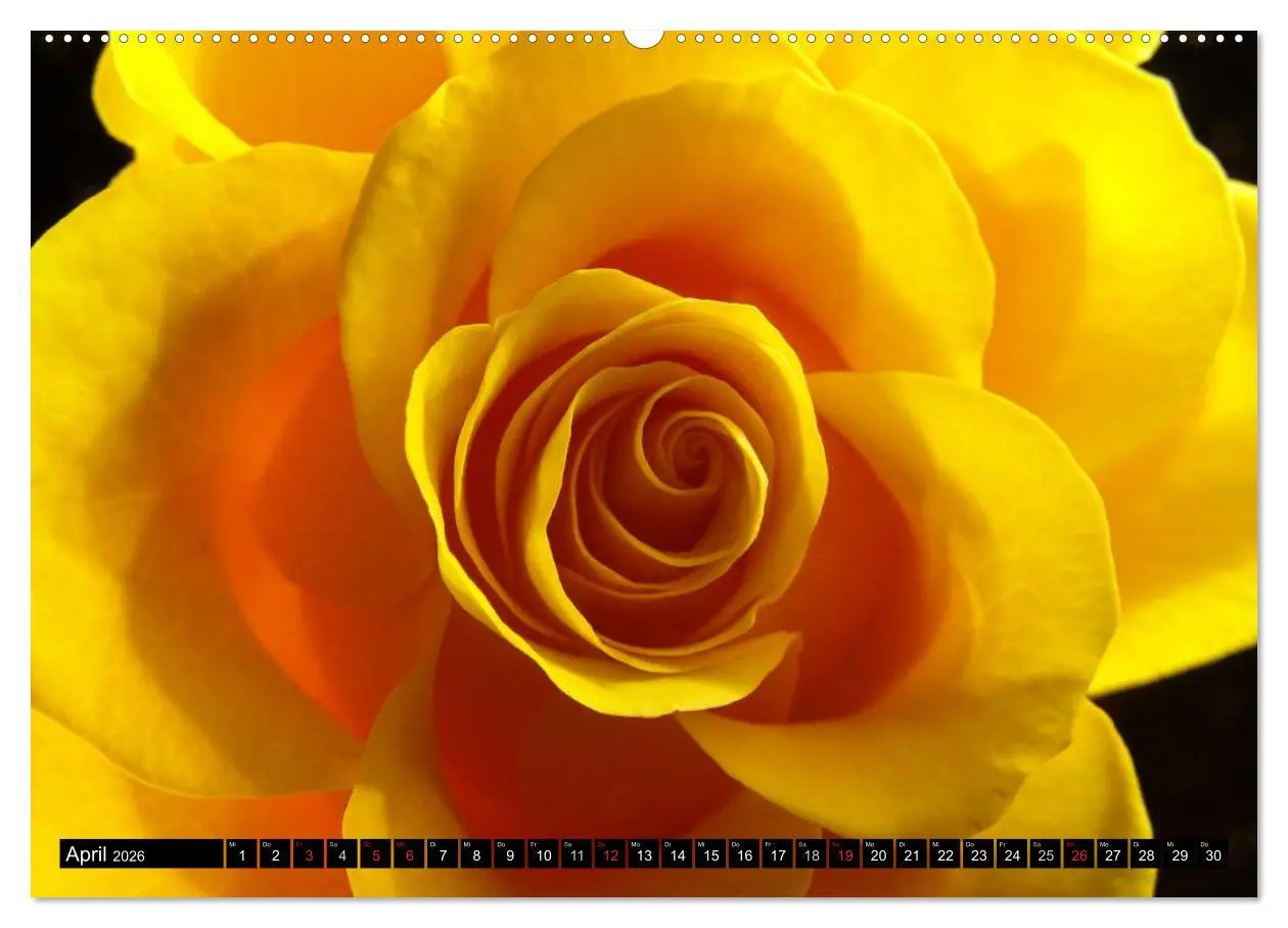 Bild: 9783516116700 | Rosen natürlich schön (Wandkalender 2026 DIN A2 quer), CALVENDO...