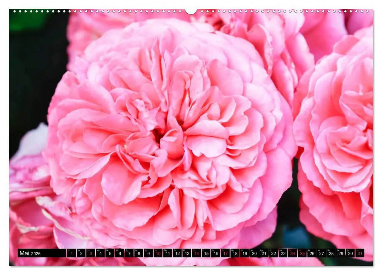 Bild: 9783516116700 | Rosen natürlich schön (Wandkalender 2026 DIN A2 quer), CALVENDO...