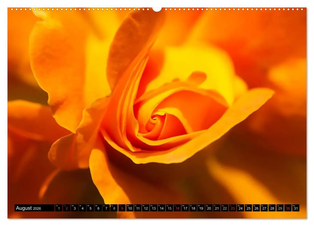 Bild: 9783516116700 | Rosen natürlich schön (Wandkalender 2026 DIN A2 quer), CALVENDO...