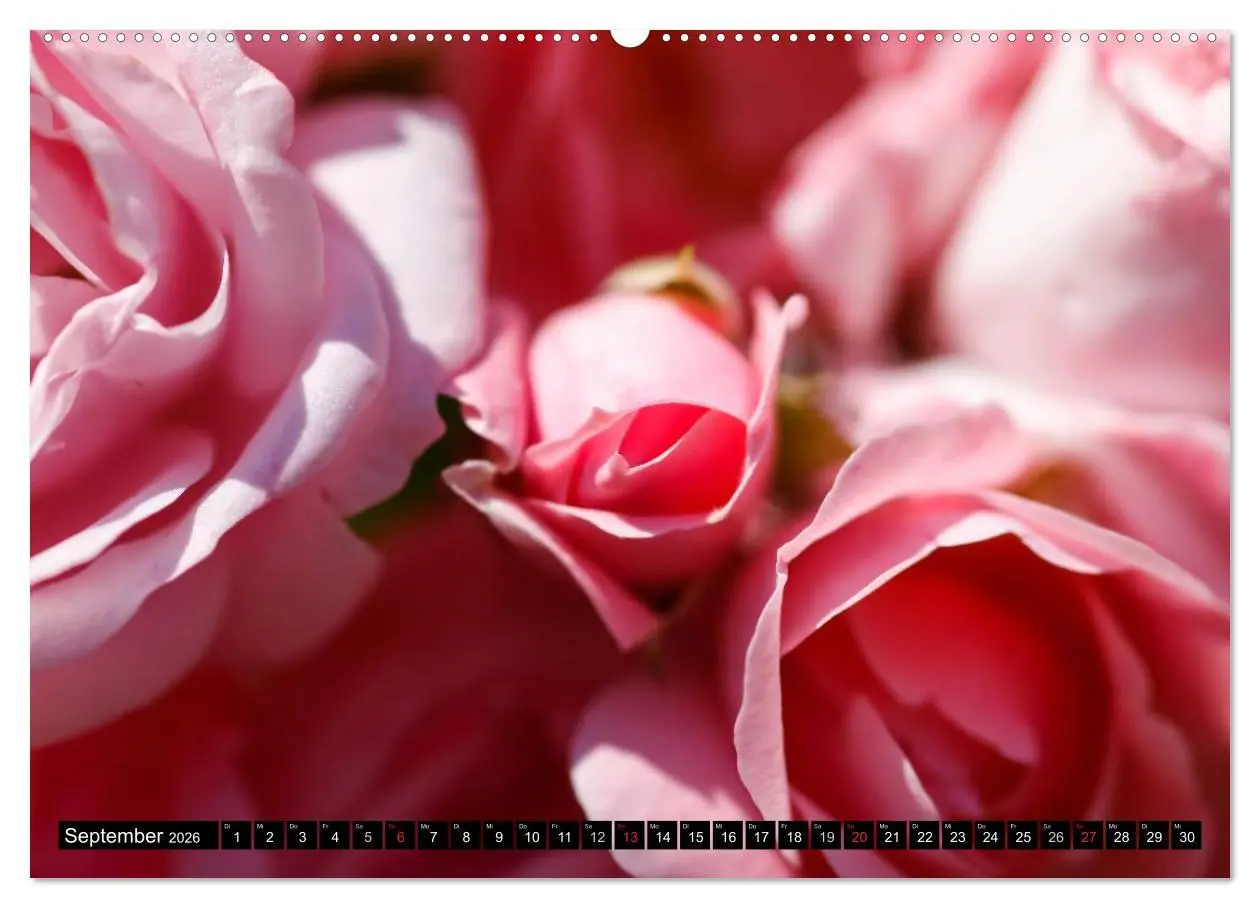 Bild: 9783516116700 | Rosen natürlich schön (Wandkalender 2026 DIN A2 quer), CALVENDO...