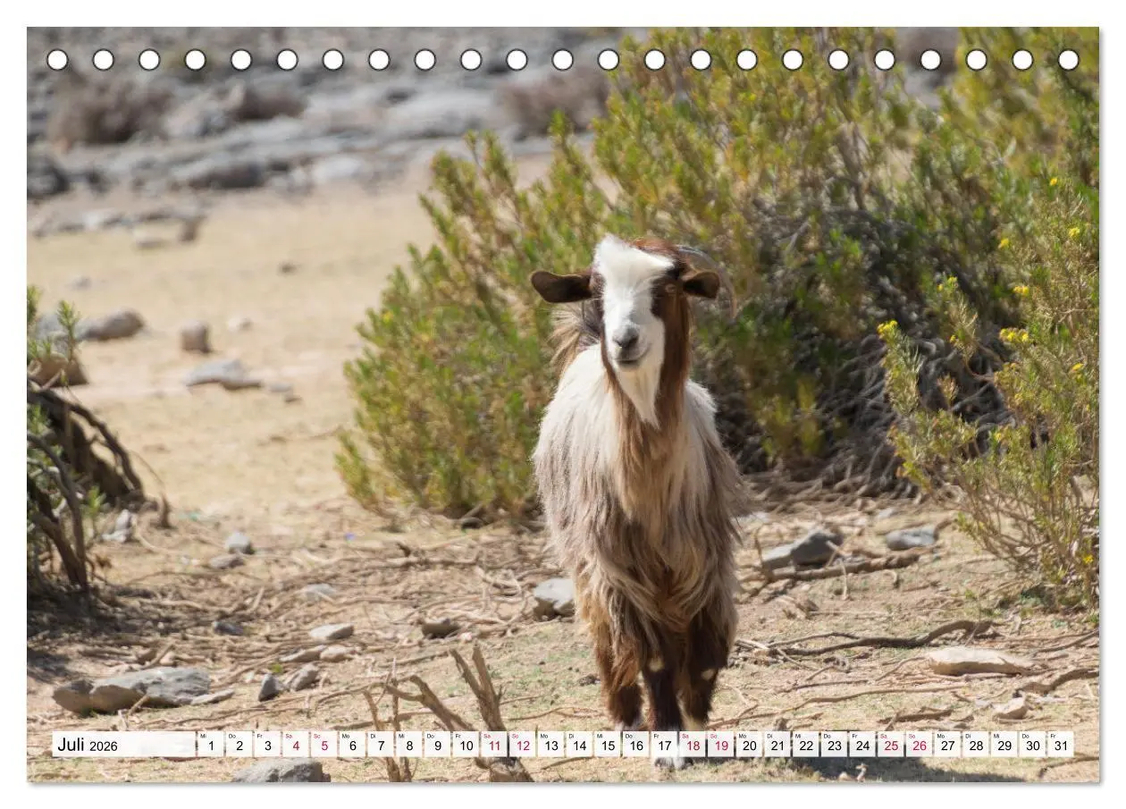 Bild: 9783457636800 | Faszinierender Oman (Tischkalender 2026 DIN A5 quer), CALVENDO...