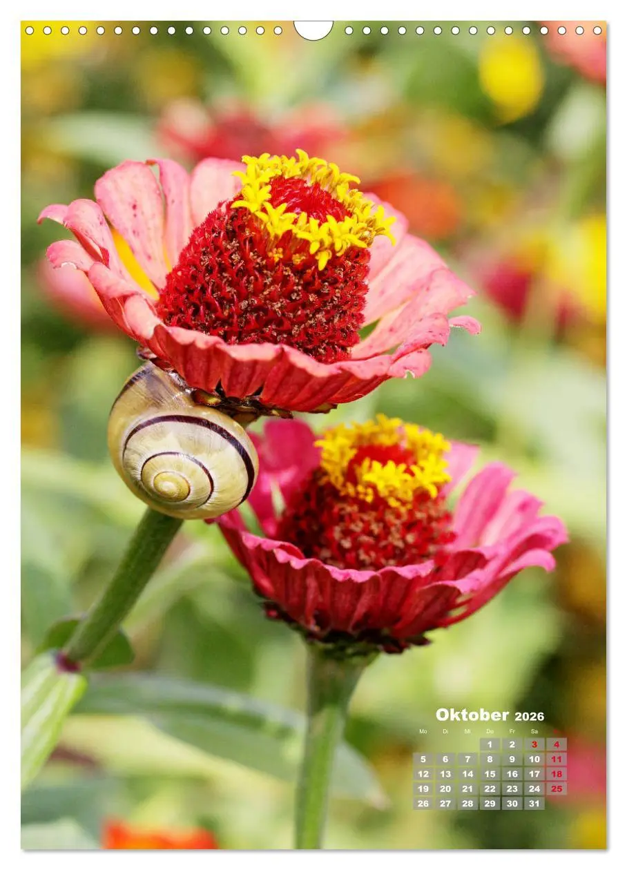 Bild: 9783516406900 | Zinnien im Garten (Wandkalender 2026 DIN A3 hoch), CALVENDO...