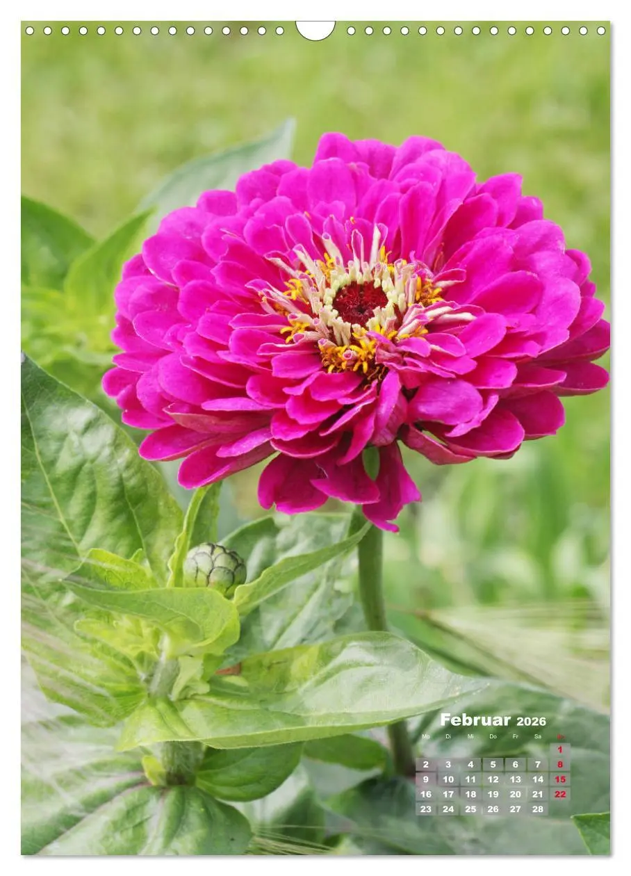 Bild: 9783516406900 | Zinnien im Garten (Wandkalender 2026 DIN A3 hoch), CALVENDO...