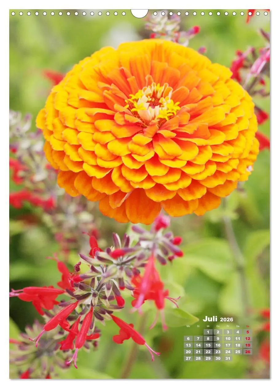 Bild: 9783516406900 | Zinnien im Garten (Wandkalender 2026 DIN A3 hoch), CALVENDO...