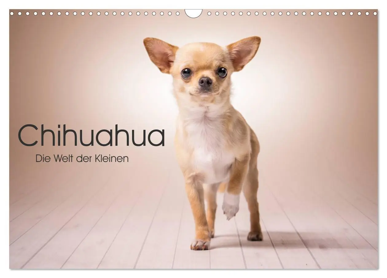 Cover: 9783457997000 | Chihuahua - Die Welt der Kleinen (Wandkalender 2026 DIN A3 quer),...
