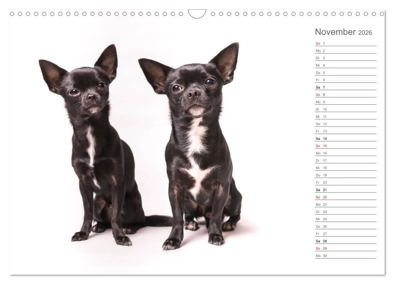 Bild: 9783457997000 | Chihuahua - Die Welt der Kleinen (Wandkalender 2026 DIN A3 quer),...