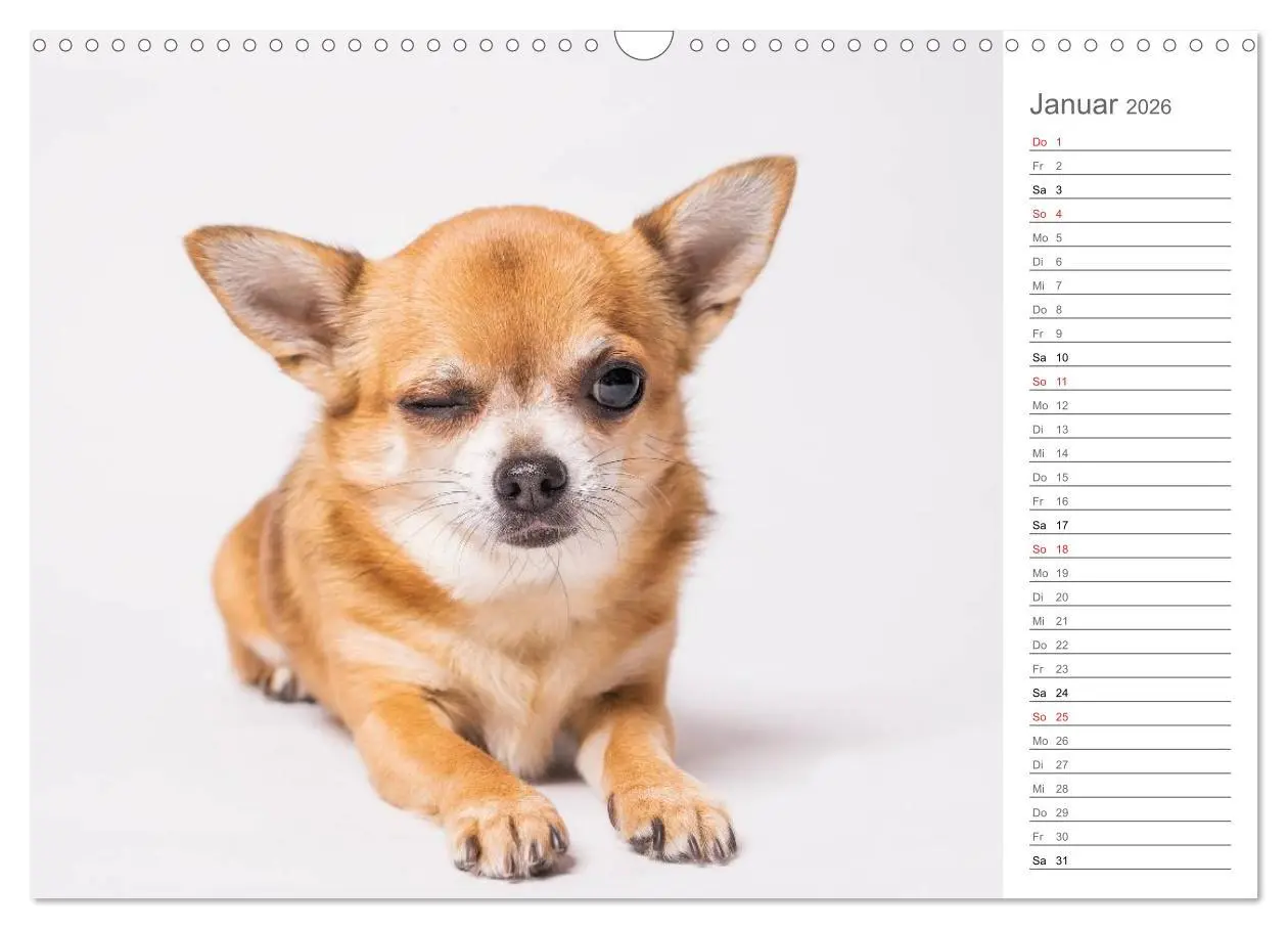 Bild: 9783457997000 | Chihuahua - Die Welt der Kleinen (Wandkalender 2026 DIN A3 quer),...