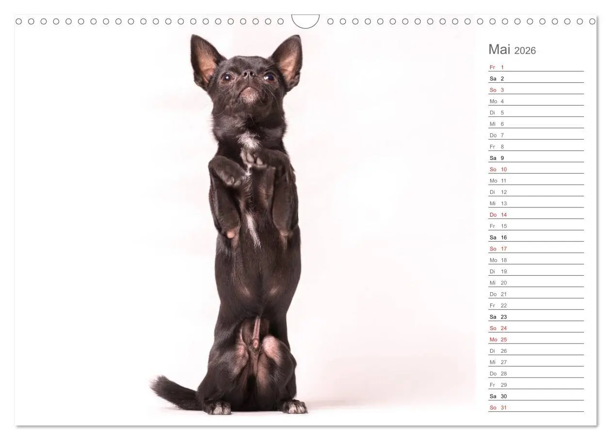 Bild: 9783457997000 | Chihuahua - Die Welt der Kleinen (Wandkalender 2026 DIN A3 quer),...
