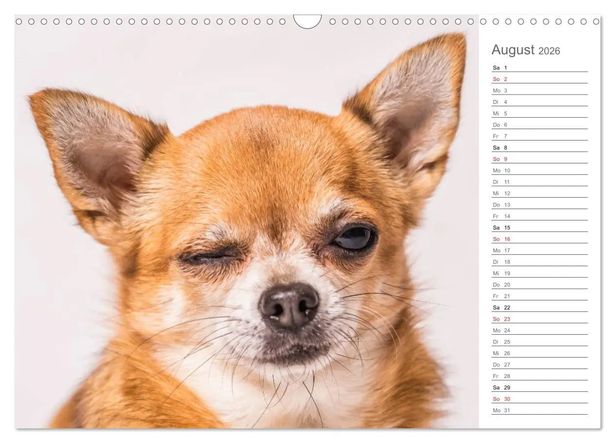 Bild: 9783457997000 | Chihuahua - Die Welt der Kleinen (Wandkalender 2026 DIN A3 quer),...