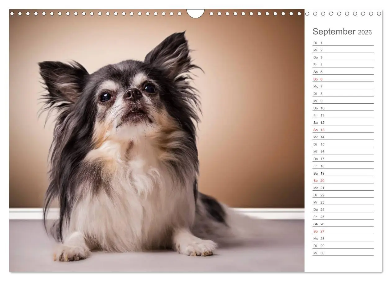 Bild: 9783457997000 | Chihuahua - Die Welt der Kleinen (Wandkalender 2026 DIN A3 quer),...