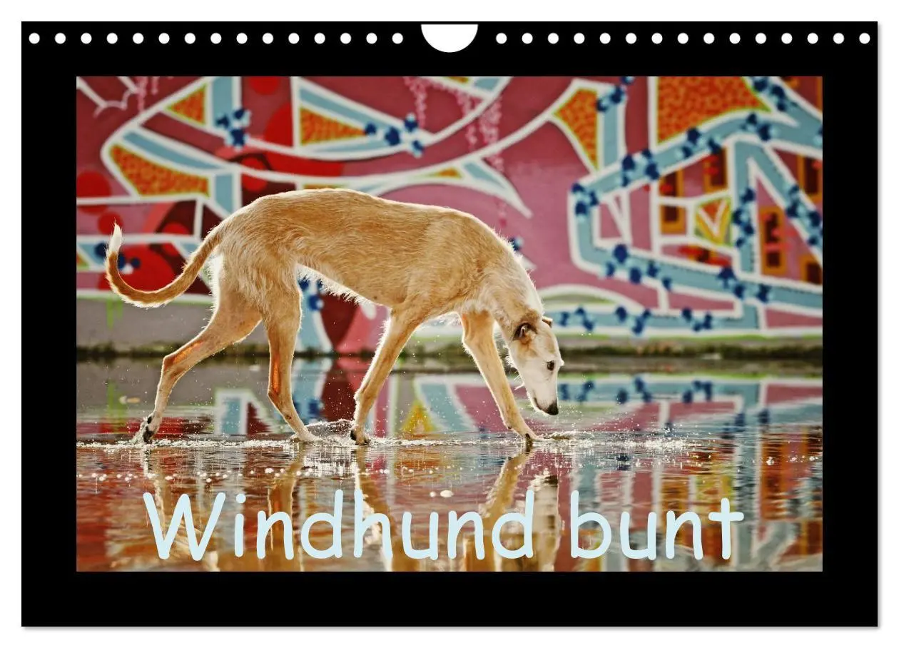 Cover: 9783516087000 | Windhund bunt (Wandkalender 2026 DIN A4 quer), CALVENDO Monatskalender