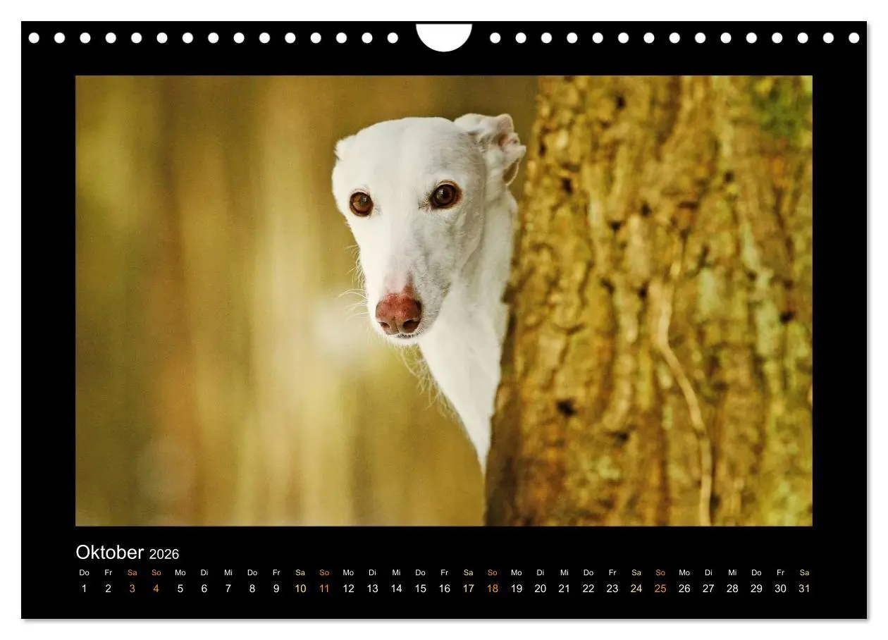 Bild: 9783516087000 | Windhund bunt (Wandkalender 2026 DIN A4 quer), CALVENDO Monatskalender