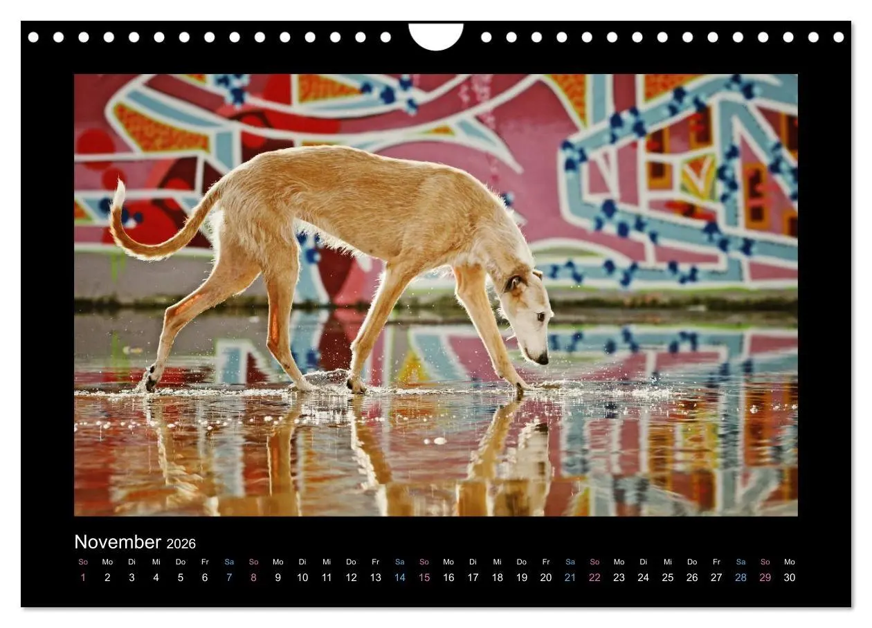 Bild: 9783516087000 | Windhund bunt (Wandkalender 2026 DIN A4 quer), CALVENDO Monatskalender