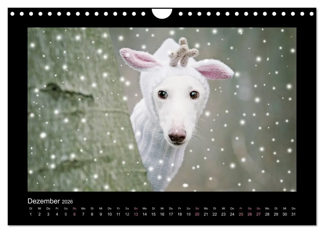 Bild: 9783516087000 | Windhund bunt (Wandkalender 2026 DIN A4 quer), CALVENDO Monatskalender