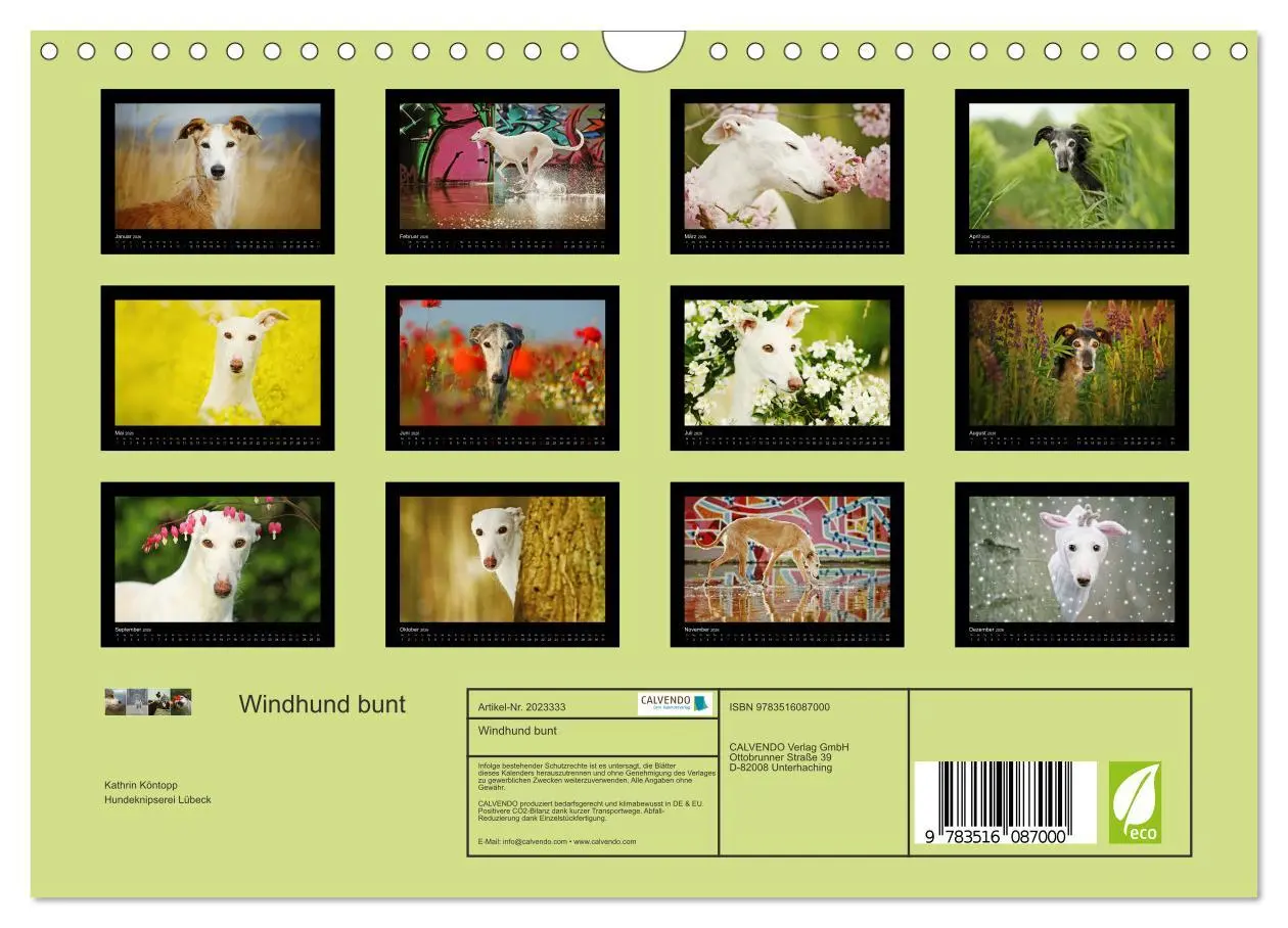 Bild: 9783516087000 | Windhund bunt (Wandkalender 2026 DIN A4 quer), CALVENDO Monatskalender