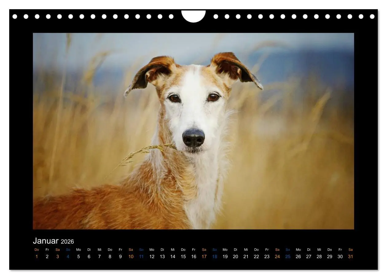 Bild: 9783516087000 | Windhund bunt (Wandkalender 2026 DIN A4 quer), CALVENDO Monatskalender