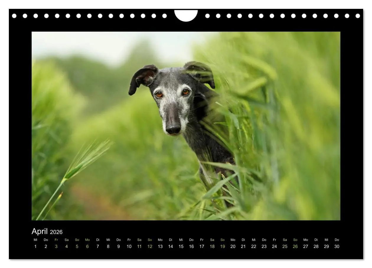 Bild: 9783516087000 | Windhund bunt (Wandkalender 2026 DIN A4 quer), CALVENDO Monatskalender