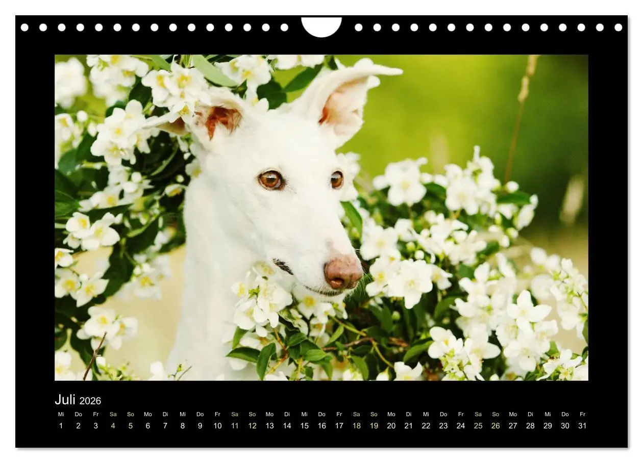 Bild: 9783516087000 | Windhund bunt (Wandkalender 2026 DIN A4 quer), CALVENDO Monatskalender