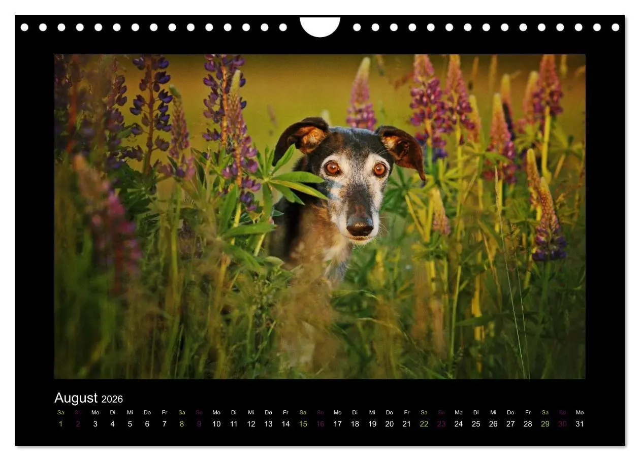 Bild: 9783516087000 | Windhund bunt (Wandkalender 2026 DIN A4 quer), CALVENDO Monatskalender