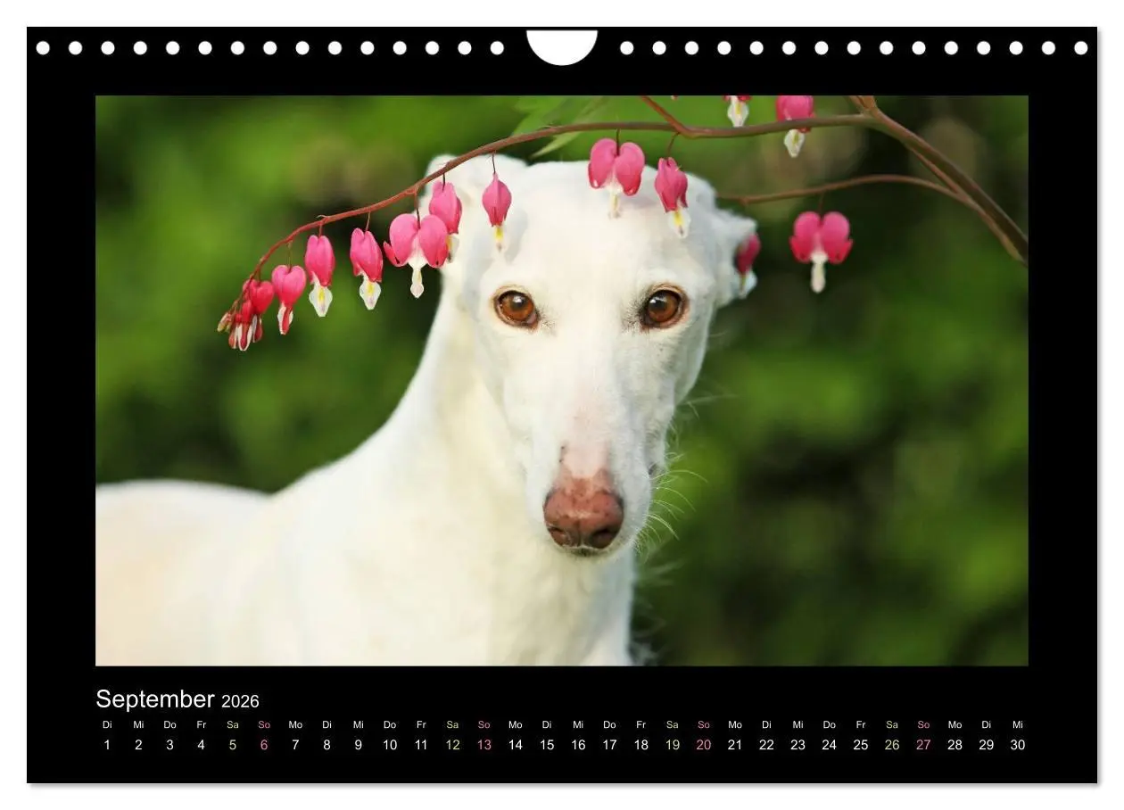 Bild: 9783516087000 | Windhund bunt (Wandkalender 2026 DIN A4 quer), CALVENDO Monatskalender