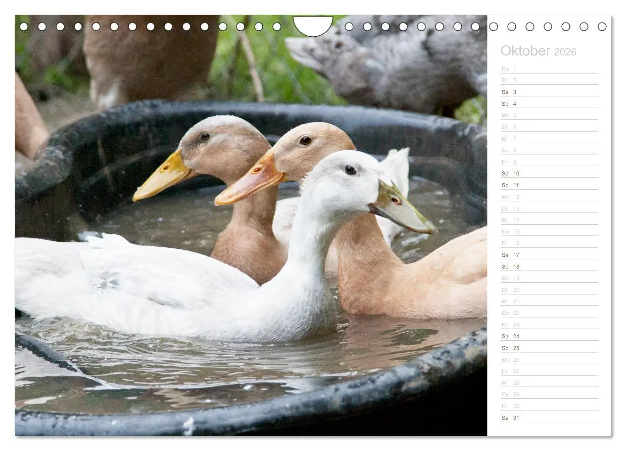 Bild: 9783457817100 | Laufenten - tierisch liebenswerte Zeitgenossen (Wandkalender 2026...