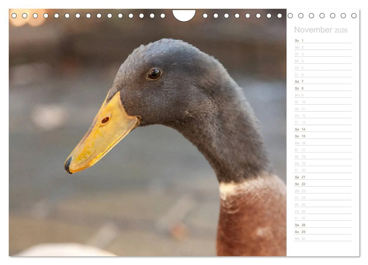Bild: 9783457817100 | Laufenten - tierisch liebenswerte Zeitgenossen (Wandkalender 2026...