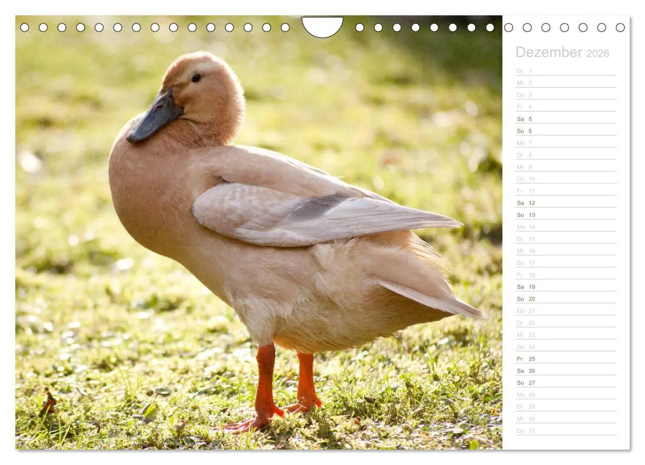 Bild: 9783457817100 | Laufenten - tierisch liebenswerte Zeitgenossen (Wandkalender 2026...