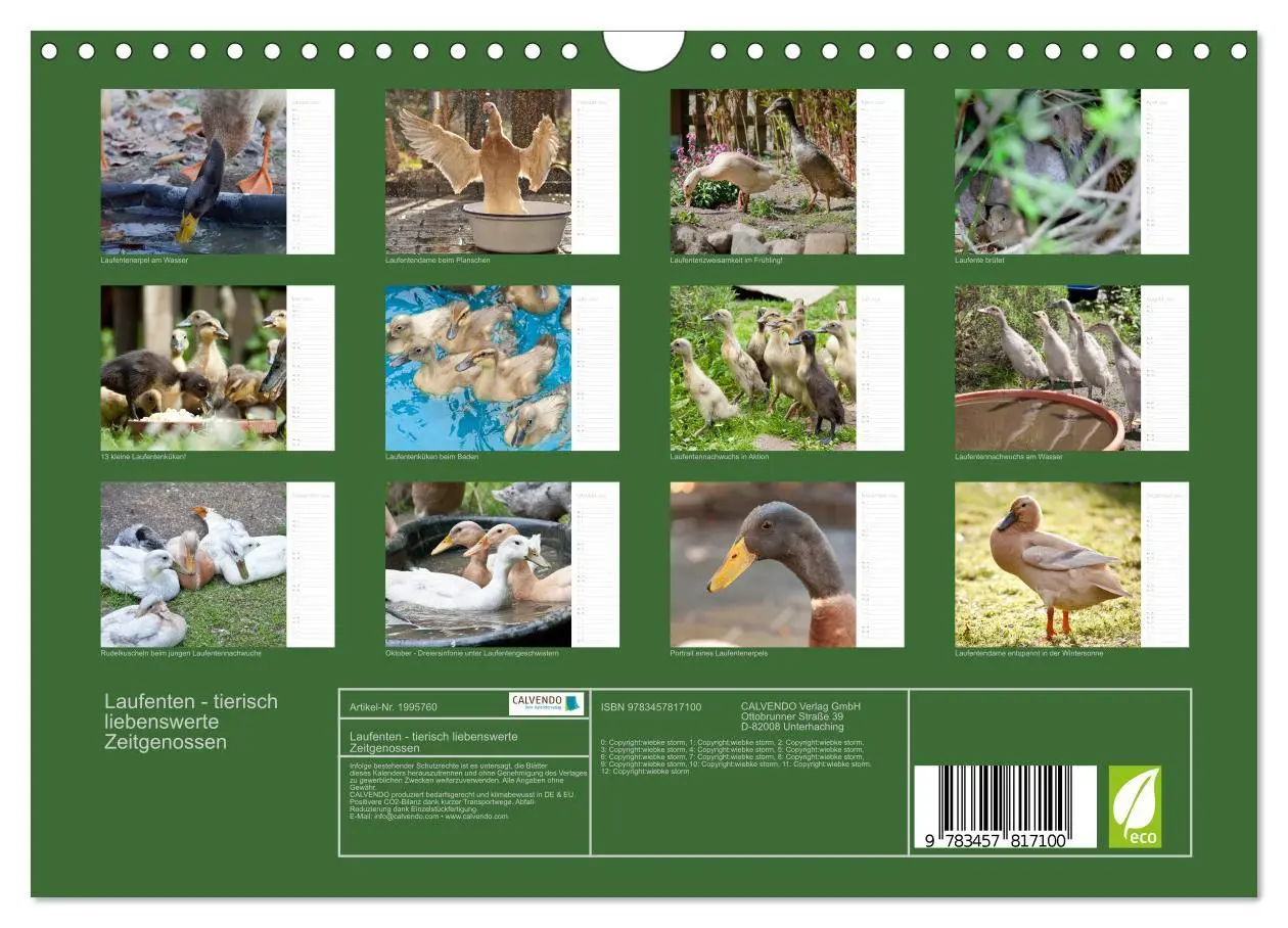 Bild: 9783457817100 | Laufenten - tierisch liebenswerte Zeitgenossen (Wandkalender 2026...