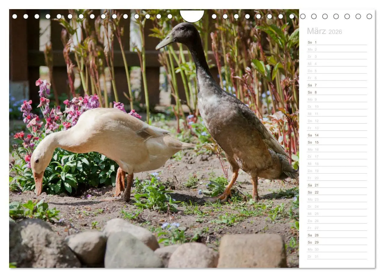 Bild: 9783457817100 | Laufenten - tierisch liebenswerte Zeitgenossen (Wandkalender 2026...