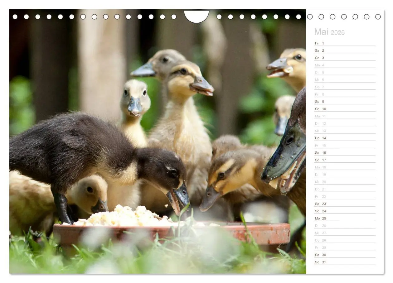 Bild: 9783457817100 | Laufenten - tierisch liebenswerte Zeitgenossen (Wandkalender 2026...
