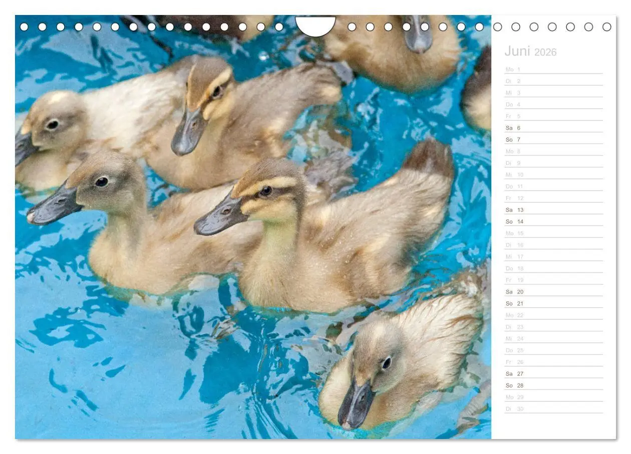 Bild: 9783457817100 | Laufenten - tierisch liebenswerte Zeitgenossen (Wandkalender 2026...