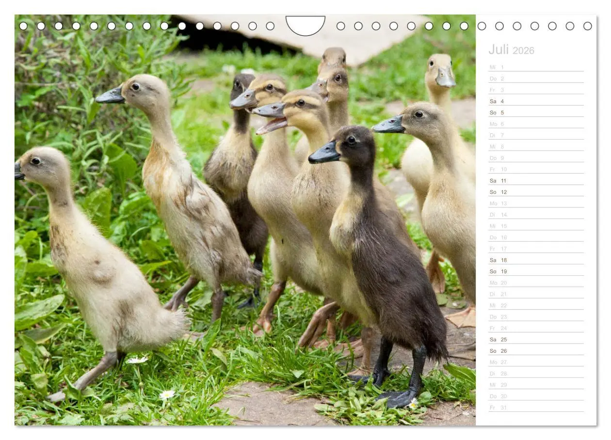 Bild: 9783457817100 | Laufenten - tierisch liebenswerte Zeitgenossen (Wandkalender 2026...