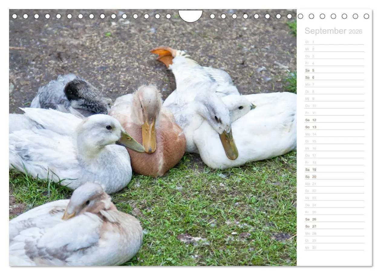 Bild: 9783457817100 | Laufenten - tierisch liebenswerte Zeitgenossen (Wandkalender 2026...