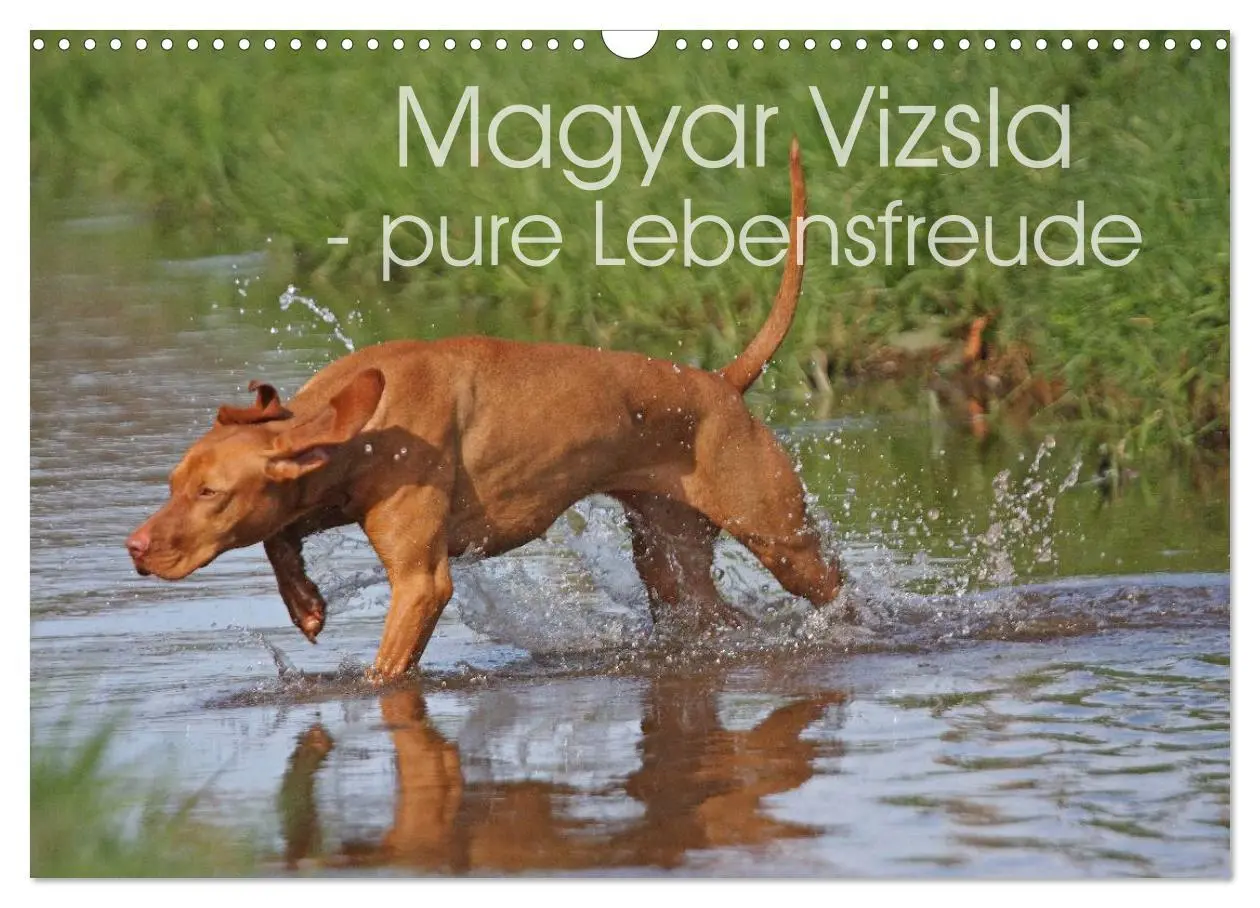 Cover: 9783516077100 | Magyar Vizsla - pure Lebensfreude (Wandkalender 2026 DIN A3 quer),...