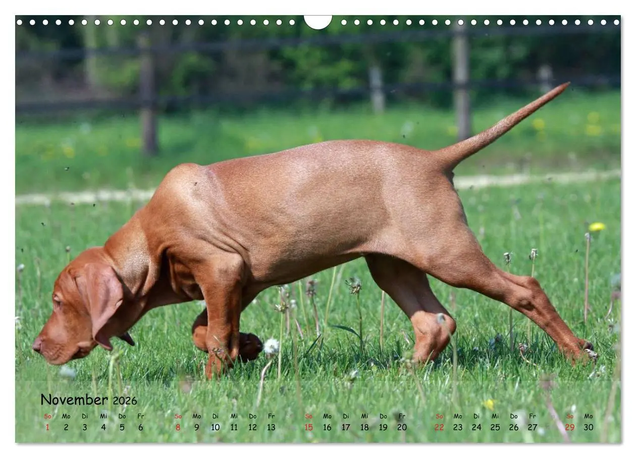 Bild: 9783516077100 | Magyar Vizsla - pure Lebensfreude (Wandkalender 2026 DIN A3 quer),...