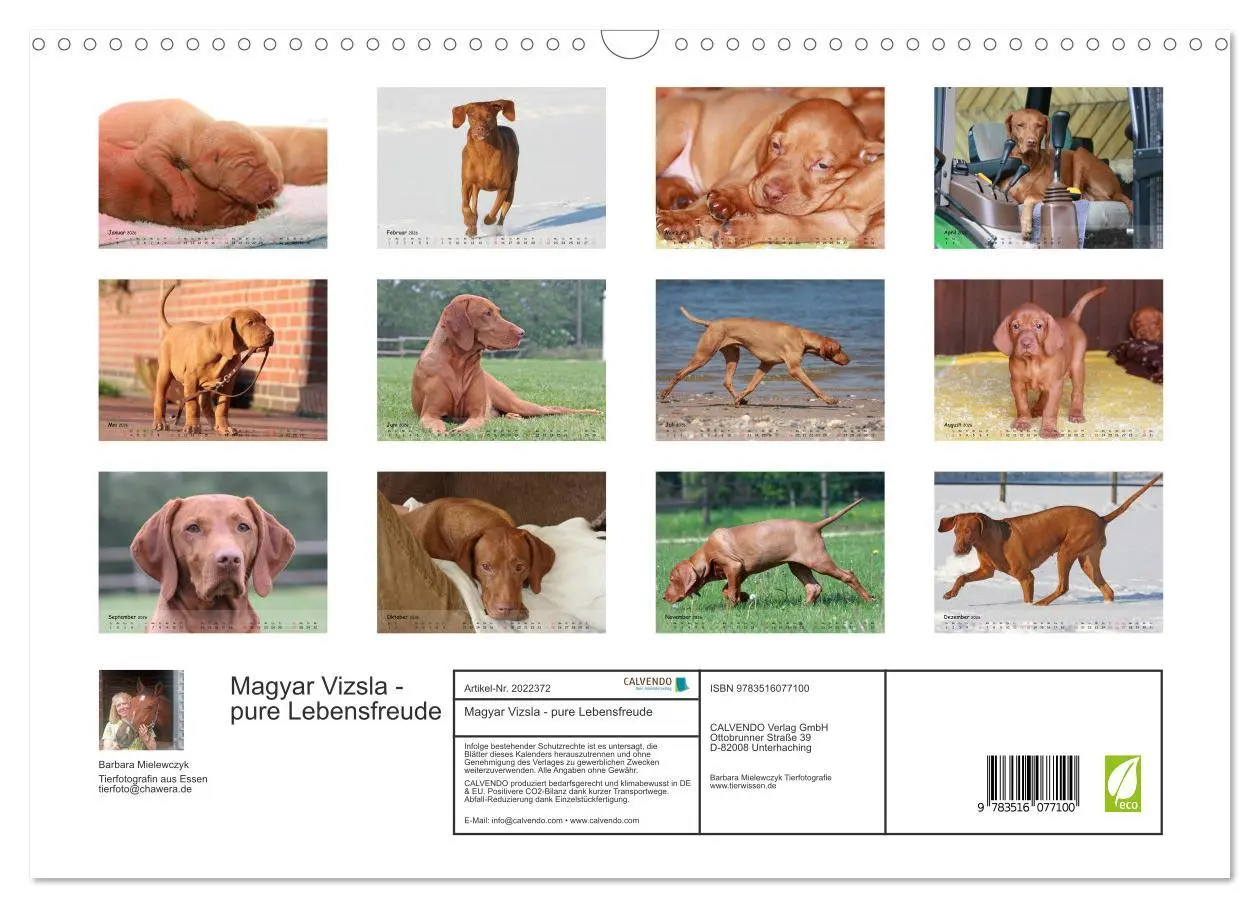 Bild: 9783516077100 | Magyar Vizsla - pure Lebensfreude (Wandkalender 2026 DIN A3 quer),...
