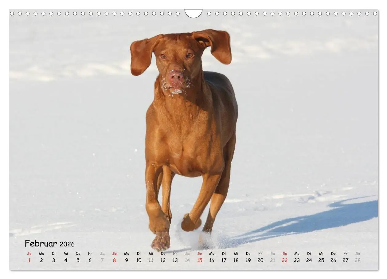 Bild: 9783516077100 | Magyar Vizsla - pure Lebensfreude (Wandkalender 2026 DIN A3 quer),...