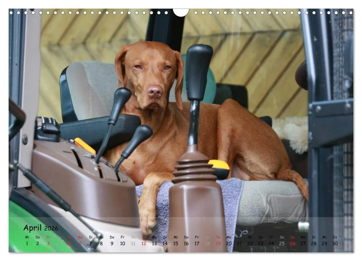 Bild: 9783516077100 | Magyar Vizsla - pure Lebensfreude (Wandkalender 2026 DIN A3 quer),...