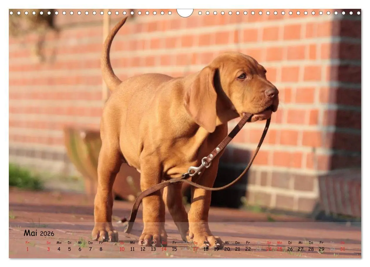 Bild: 9783516077100 | Magyar Vizsla - pure Lebensfreude (Wandkalender 2026 DIN A3 quer),...