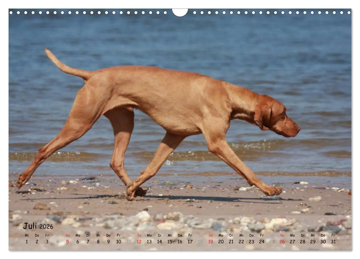 Bild: 9783516077100 | Magyar Vizsla - pure Lebensfreude (Wandkalender 2026 DIN A3 quer),...