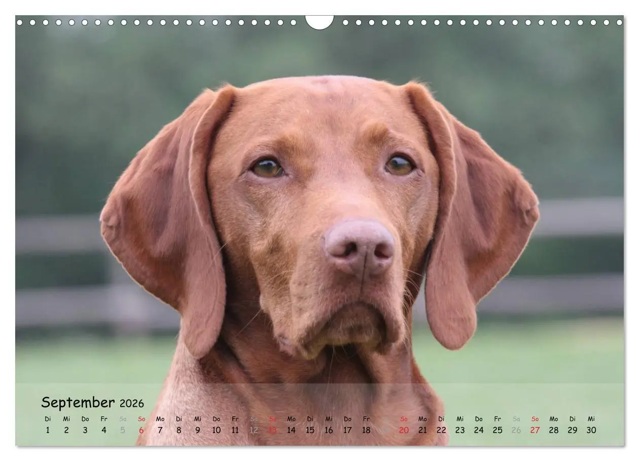 Bild: 9783516077100 | Magyar Vizsla - pure Lebensfreude (Wandkalender 2026 DIN A3 quer),...