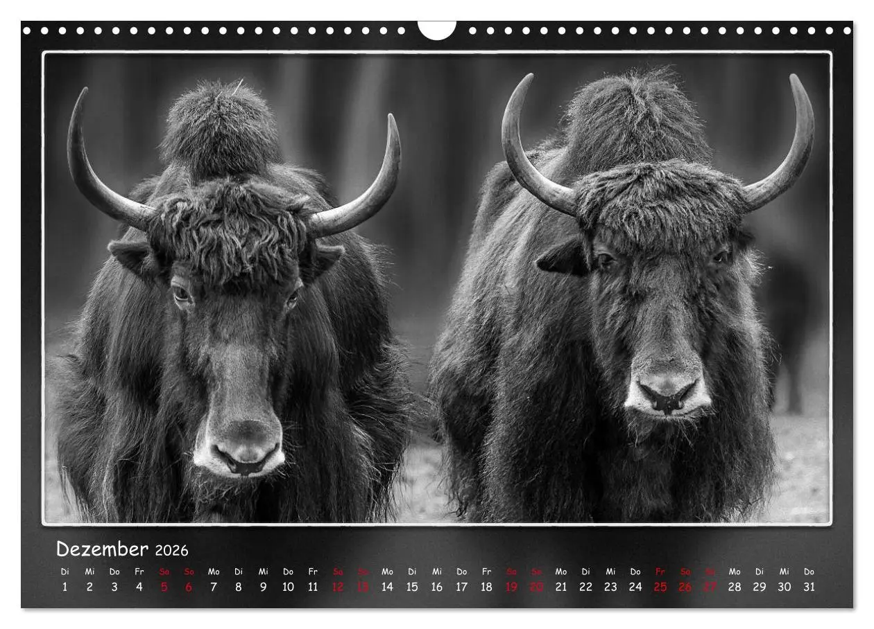 Bild: 9783457807200 | Tieren ins Gesicht geschaut (Wandkalender 2026 DIN A3 quer),...